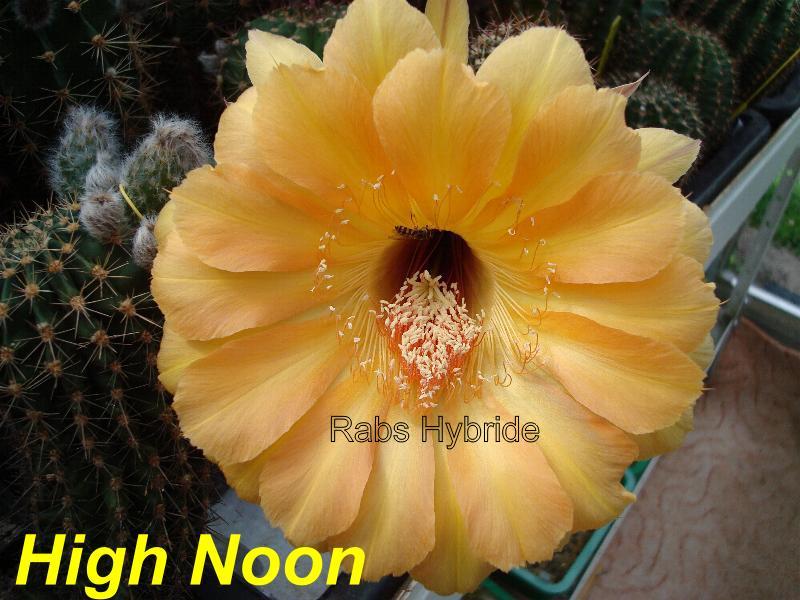 High Noon.jpg